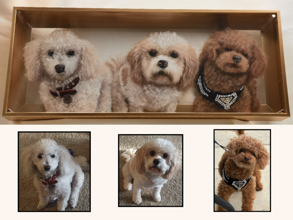 www.rufftopia.com_11_x_9_cm_11_x_11_cm_11_x_15_cm_13_x_17_cm_2000_x_1200_px_2200_x_1200_px_2200_x_1650_px_1 (1)